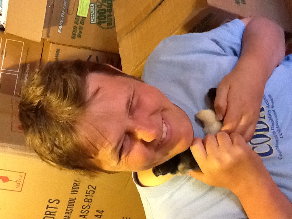 Baby chicks snuggle under my chin -- so adorably cute!