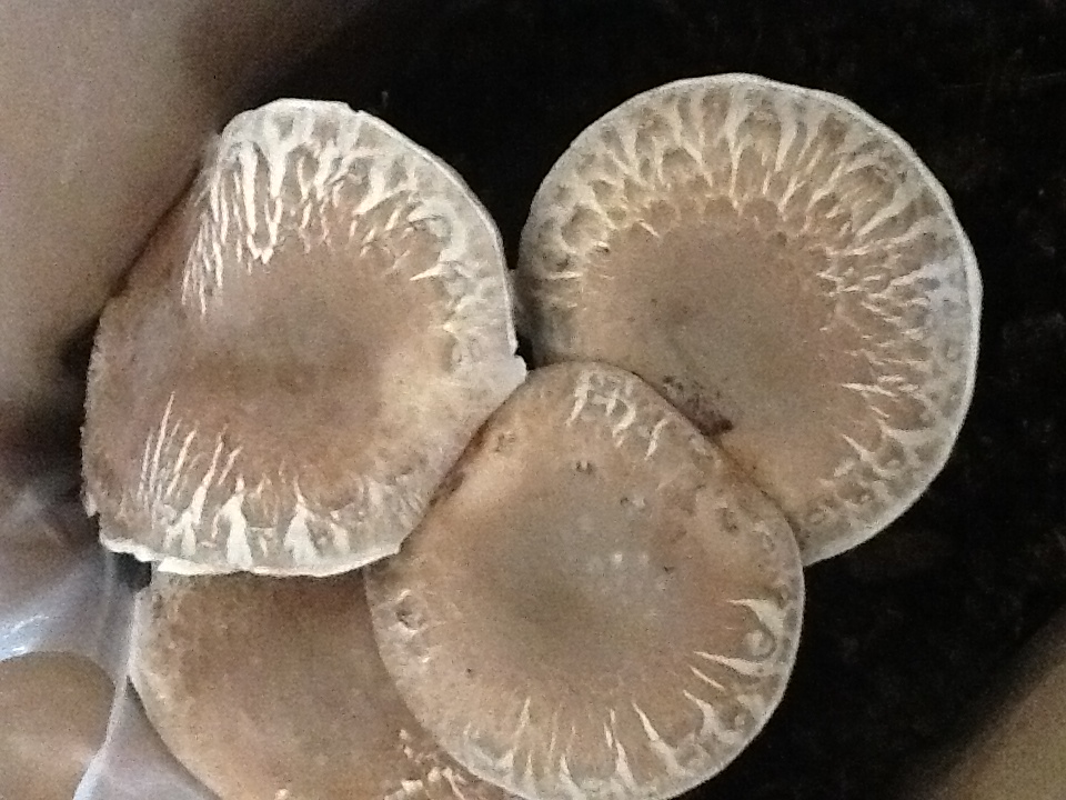 Picture the Portabella Kit Growing four Big Mushrooms