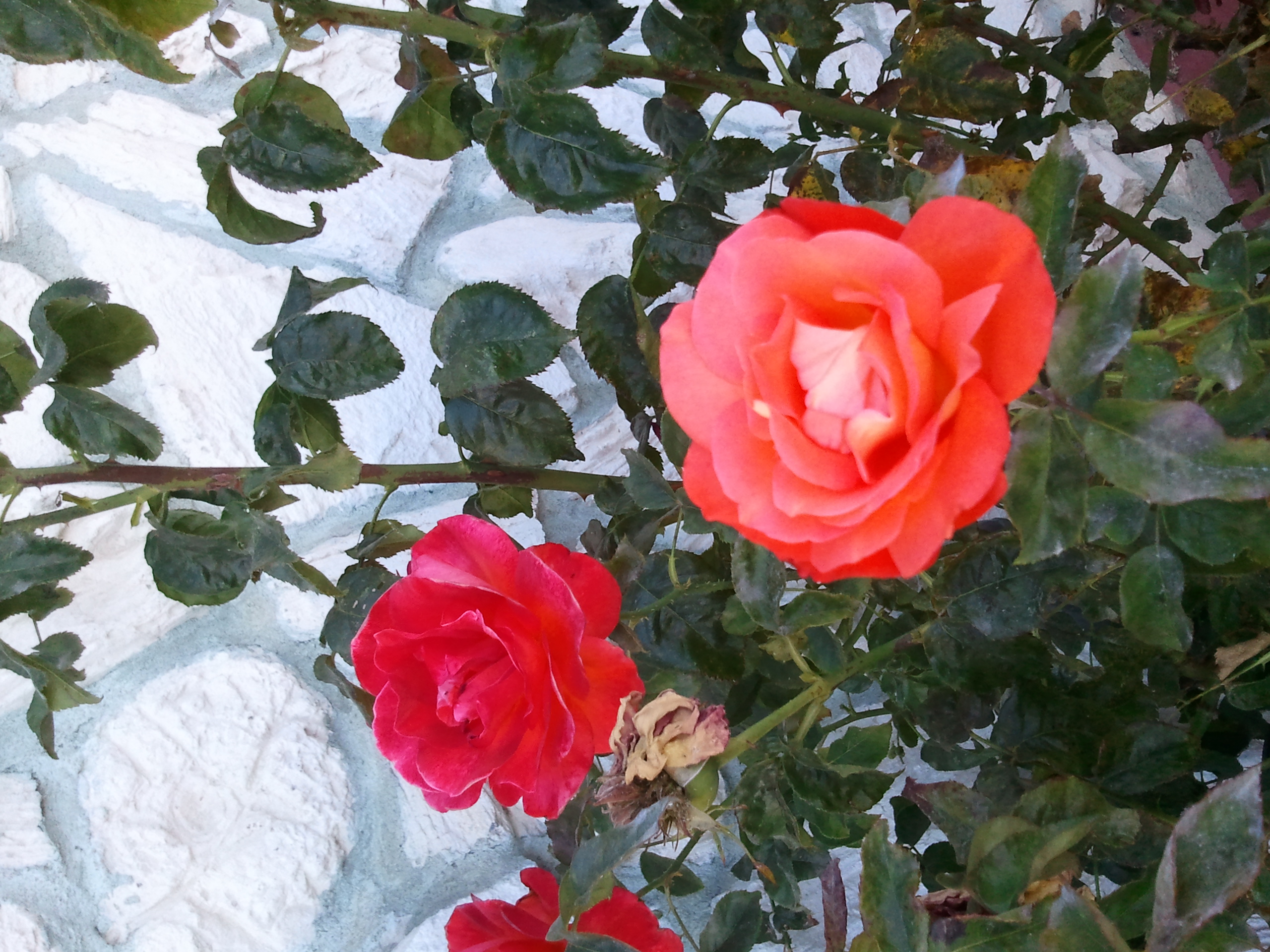 Picture these roses in full bloom
